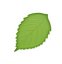 Lístok tácka